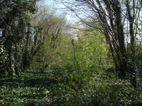 Zwischen Eppelheim und Plankstadt