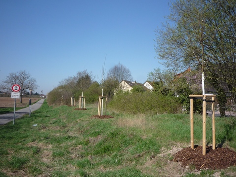 Zwischen Plankstadt und Schwetzingen