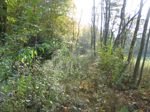 Zufahrt nach Raderach