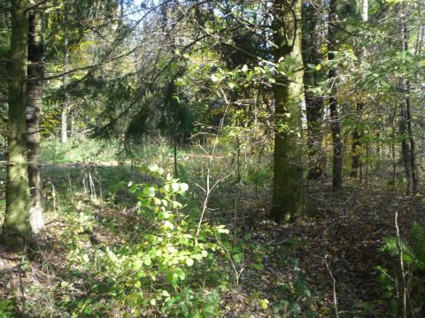 Abzweig zum Milit�rflugplatz Dornberg-Schlempertshof