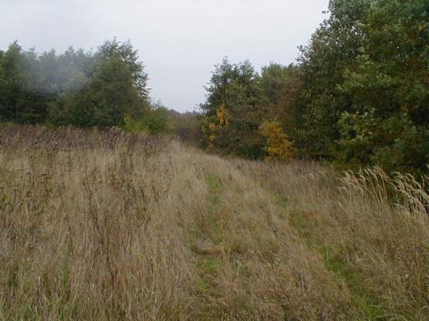 durch die Wiese