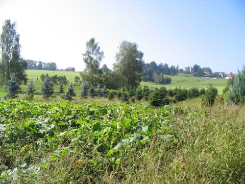 Ehemaliger Torfstich?