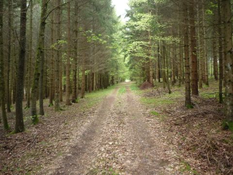 Trasse im Wald