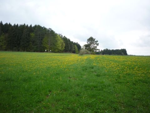 Austritt aus dem Wald