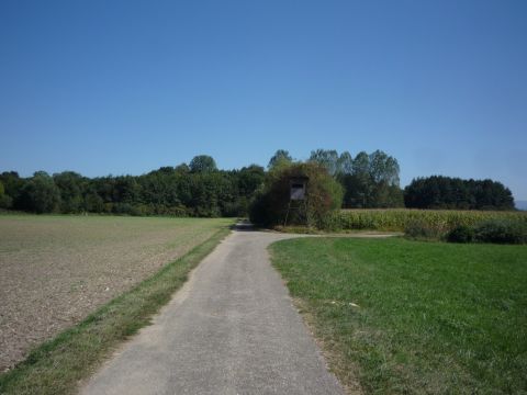 Zwischen Diersheim und Rheinbischofsheim