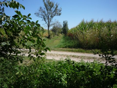 Zwischen Diersheim und Rheinbischofsheim