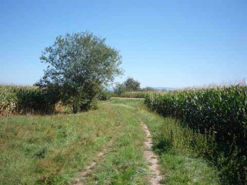 Zwischen Diersheim und Rheinbischofsheim