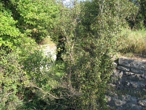 Ehemalige Br�cke vor Holzthaleben