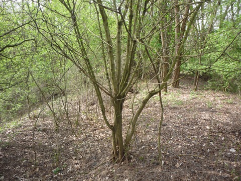 Abzweig zum Tonwerk Hettenleidelheim