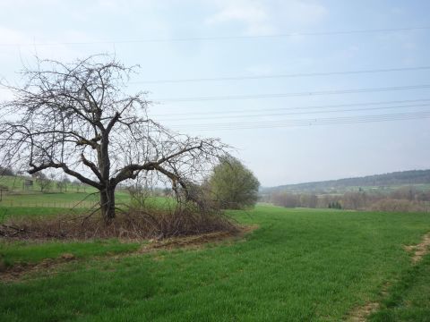 Zwischen Ellmendingen und Weiler