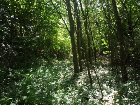 Zwischen Ober- und Mittelschefflenz