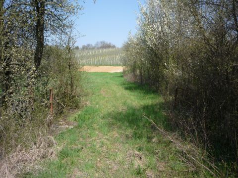 Br�cke an der Blauhalde