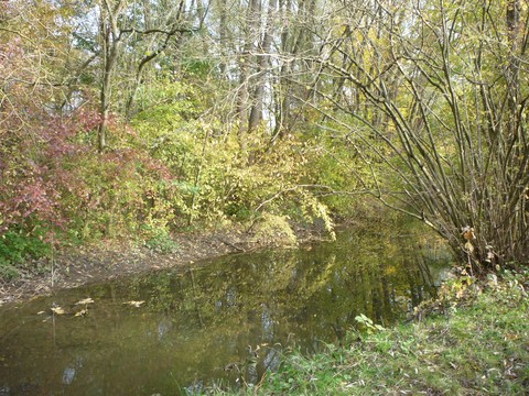 Br�cke �ber den Waldangelbach