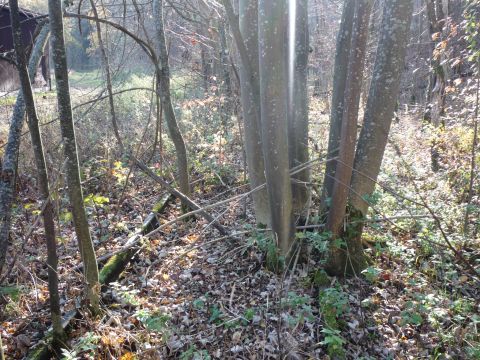 Zufahrt zur K�nkelem�hle