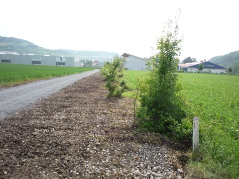 Zwischen Klepsau und D�rzbach