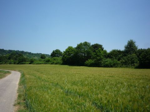 Zwischen Ruchsen und Widdern