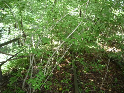 Dammdurchlass am H�rnle