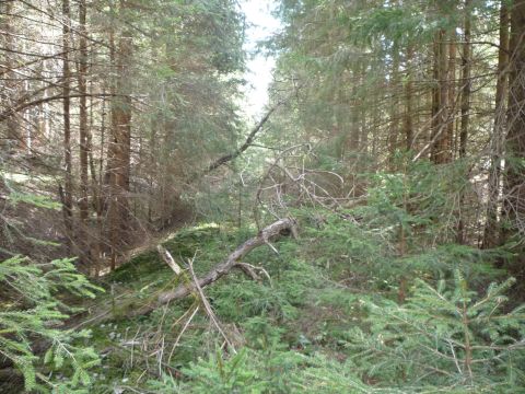 Haltestelle Sachsenrieder Forst